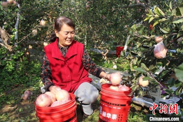 山西闻喜：苹果产业向“冷”求强 延链强链助乡村振兴